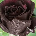 ���� ����, �������, 43 ���� - ��������� 14 ������� 2014 � ������ ���� ����������