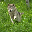 ���� �������, ����������, 52 ���� - ��������� 10 ������� 2015 � ������ ���� ����������