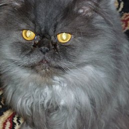 �����, ����, 66 ���