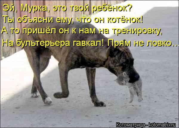 Английский бультерьер. - 8 марта 2015 в 20:49