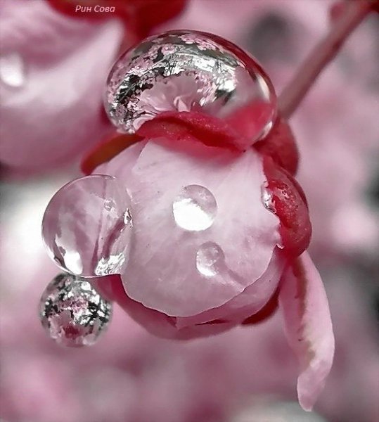 - Здесь занимают очередь на жертвоприношение? - Здесь, здесь! За мной будете. Я 852, вы - 853. - А ... - 5