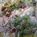 ���� �����, ������, 53 ���� - ��������� 10 ������� 2015 � ������ ���� ����������