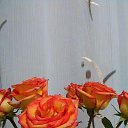 ���� ������, ��������� - ��������� 16 ����� 2015