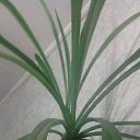 ���� ����, �����������, 65 ��� - ��������� 14 ������� 2015 � ������ ���� ����������