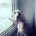 ���� ����, ���������, 47 ��� - ��������� 13 ������� 2015 � ������ ���� ����������