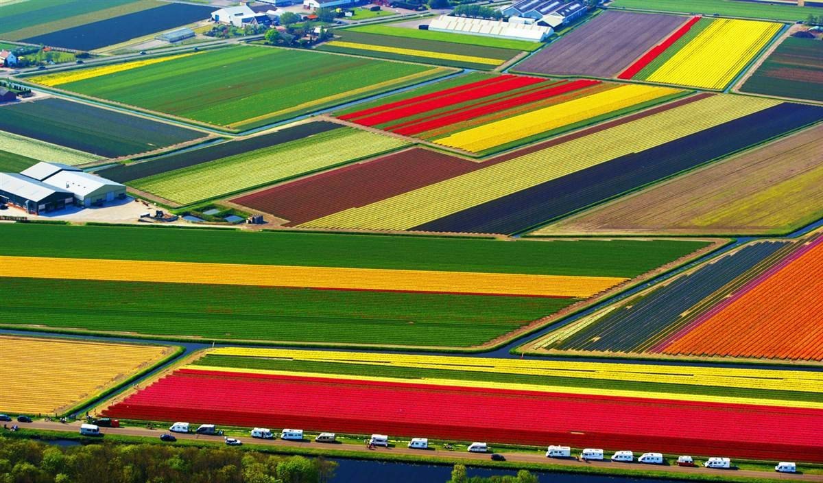 цветы голландия