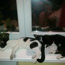 ���� ��������, ����������, 68 ��� - ��������� 31 ����� 2015 � ������ ������ ��������