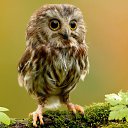 ���� �����, ����������, 40 ��� - ��������� 20 ����� 2015 � ������ ������ ��������