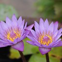 ��������� ����� �� ������� ���� ����������