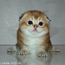 ���� �����, �������, 59 ��� - ��������� 5 ������� 2015 � ������ ������ ��������