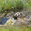 ���� Volk, �����, 67 ��� - ��������� 5 ����� 2015 � ������ ���� ����������