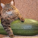 ���� ����������, ������� ��������, 63 ���� - ��������� 8 ����� 2015 � ������ ������ � �����