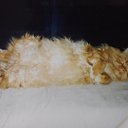 ���� �������, ������, 70 ��� - ��������� 4 ������� 2015 � ������ ���� ����������