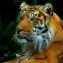 ���� �����, ������, 51 ��� - ��������� 6 ������ 2015 � ������ �����ۻ