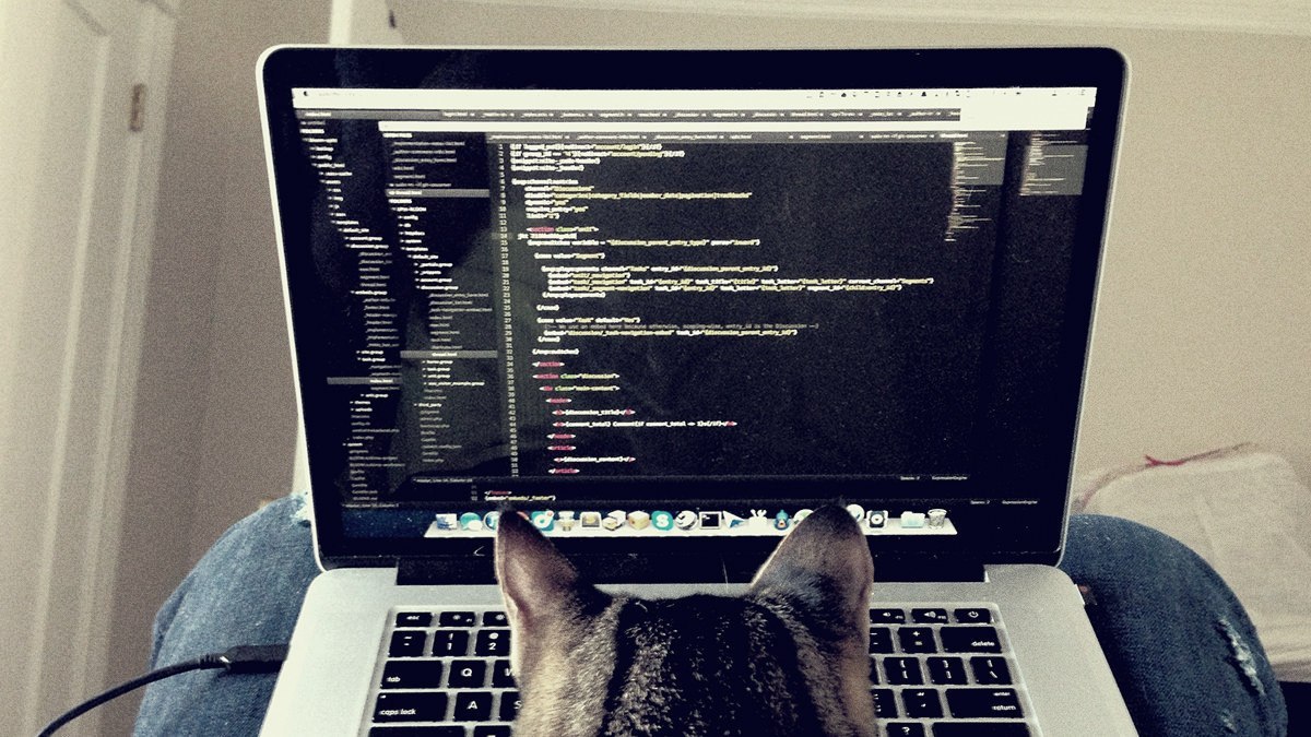 Cats hack. Кот программист. Коты и программирование. Программирование котик. Кот хакер.