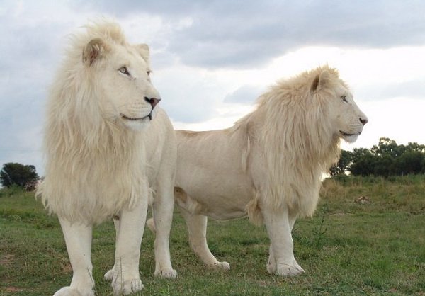 � ���� �������� - 14 ������ 2015 � 13:00