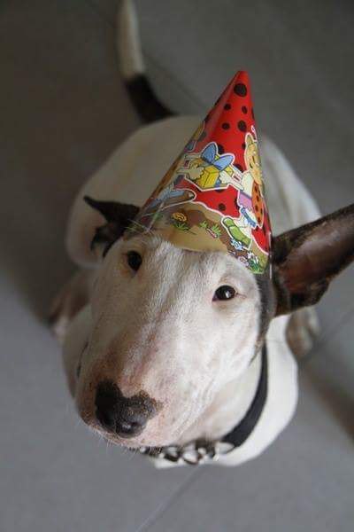 pitbull happy birthday