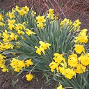 ���� ��������, ���������, 36 ��� - ��������� 11 ������ 2015 � ������ ���� ����������