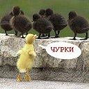 ���� �����, �����-���������, 45 ��� - ��������� 29 ����� 2015