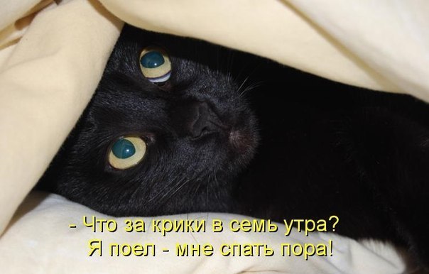 Наши любимцы :3 - 7 марта 2015 в 21:45