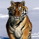 ���� Sedoi, ������, 64 ���� - ��������� 9 ������� 2015 � ������ ������ ��������