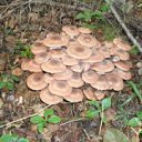 ����� ��� ������� �� ������� ����