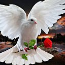 ���� Narazdvatri, ���������, 52 ���� - ��������� 12 ������ 2015 � ������ ���� ����������