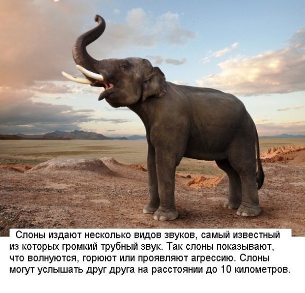 Удивительные факты о слонах.Слоны – самые крупные наземные животные, обитающие в Юго-Восточной Азии ...