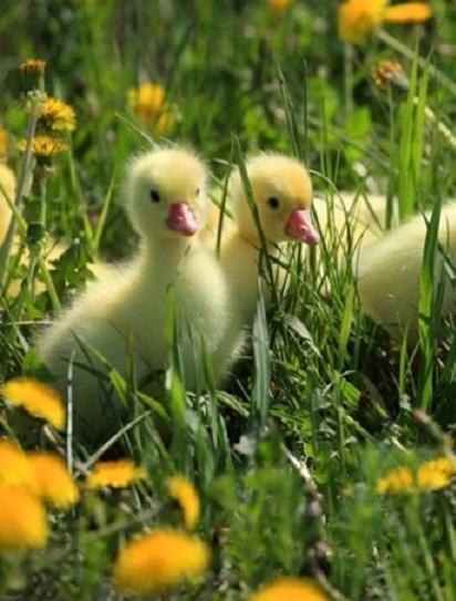 ||  ... || - 6  2015  17:27 - 5