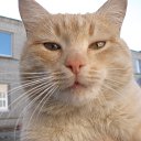 ���� �����, ������, 52 ���� - ��������� 15 ������� 2015 � ������ ���� ����������