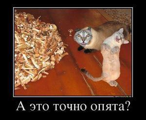 ������, ������, 40 ���