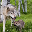 ���� ������, ������������, 49 ��� - ��������� 19 ������� 2015 � ������ ���� ����������