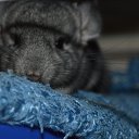 ���� ���������, �������-�����, 50 ��� - ��������� 19 ������� 2015 � ������ ���� ������