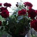 ���� ������, ����, 71 ��� - ��������� 14 ������� 2015 � ������ ������ ��������