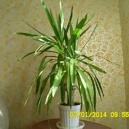 �����, ���������, 60 ���