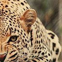 ���� ���������, ��������, 32 ���� - ��������� 2 ����� 2015 � ������ ���� ���� ������