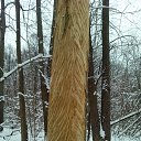 ���� ������, ����, 47 ��� - ��������� 9 ������� 2015 � ������ �����