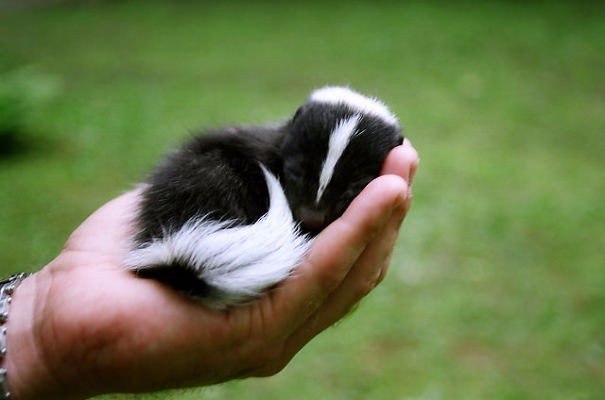 10 �������, ������ ������ :).#animal@travel.blog - 4