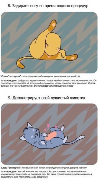 Сегодня ДЕНЬ КОШЕК, вы же помните?! 15 кошачьих фактов. Готов поспорить, вы знаете не все о своих ... - 10