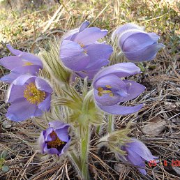 ���, ��������, 51 ���