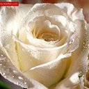 ���� ������, ������, 66 ��� - ��������� 17 ������ 2015 � ������ ������ ��������