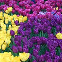 ���� ��������, ������ - ��������� 1 ����� 2015 � ������ ������ ��������