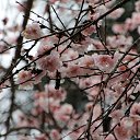  , , 60  -  1  2015   ,29.03.15.  