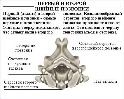 Как исправить осанку (силовые упражнения).Необходимо отметить, что данный список не полон, поскольку ... - 7