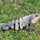 ���� ������, ������, 68 ��� - ��������� 8 ������ 2015 � ������ ��������