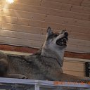 ���� ���������, �������-�����, 50 ��� - ��������� 6 ������� 2015 � ������ ������� �����-2015�