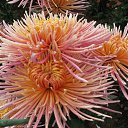 ���� ������. �� �����., ���� - ��������� 31 ������ 2015 � ������ ������ ��������