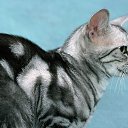 ���� Amina, ���� - ��������� 4 ������ 2015 � ������ ���� ����������