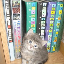 ������, ��������, 64 ����