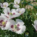 ���� �����, �������� - ��������� 28 ������ 2015 � ������ ������ ��������